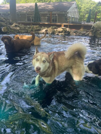 The Woodlands Luxury Pet Resort & Spa - Wallkill, NY