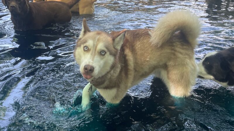 The Woodlands Luxury Pet Resort & Spa - Wallkill, NY