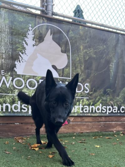 The Woodlands Luxury Pet Resort & Spa - Wallkill, NY