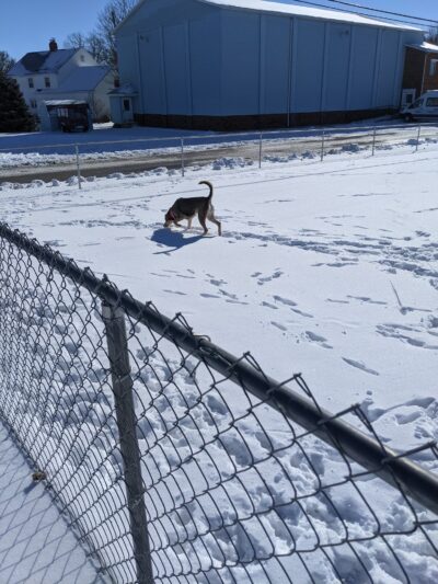 Wapak Dog Park - Wapakoneta, OH