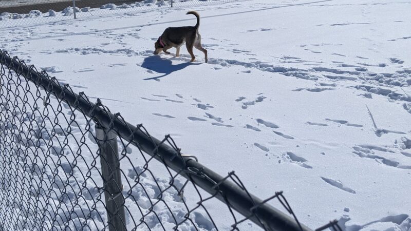 Wapak Dog Park - Wapakoneta, OH