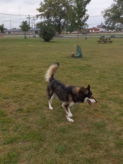 Wapak Dog Park - Wapakoneta, OH