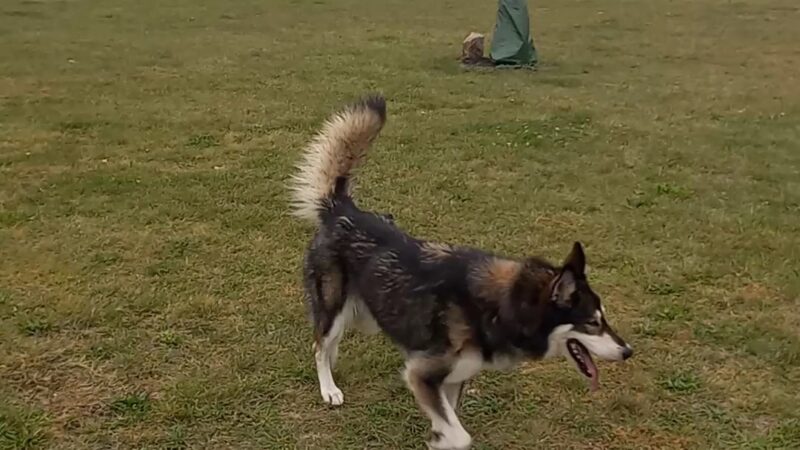 Wapak Dog Park - Wapakoneta, OH