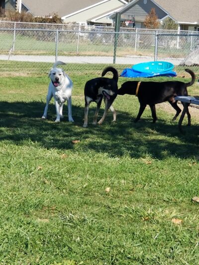 Wapak Dog Park - Wapakoneta, OH