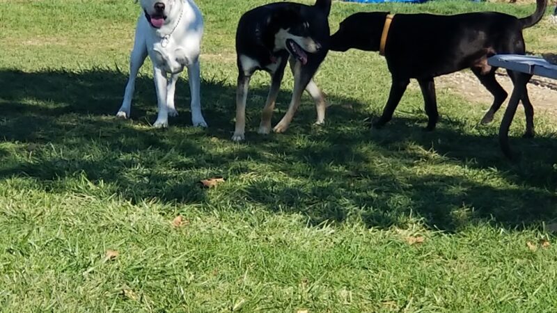 Wapak Dog Park - Wapakoneta, OH