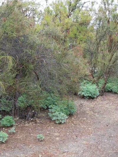 Oak Grove Campground - Warner Springs, CA