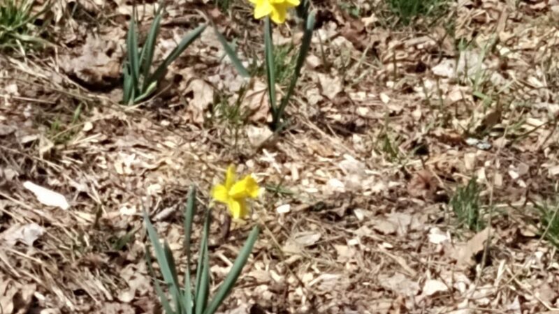 Lucy Stone Park - Warren, MA