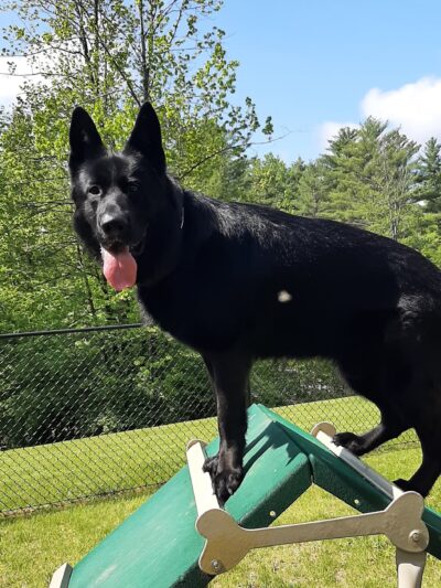 Dog park - Warrensburg, NY