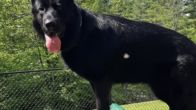 Dog park - Warrensburg, NY