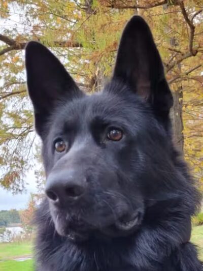 Dog park - Warrensburg, NY