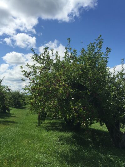 Warwick County Park - Warwick, NY