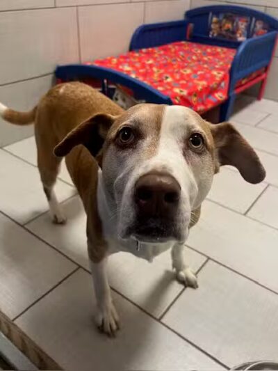 Bow chika Wow Town - Warwick, RI