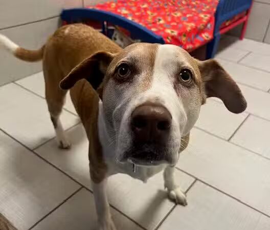 Bow chika Wow Town - Warwick, RI