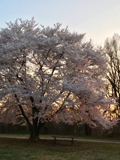 Barnard Hill Park - Washington,