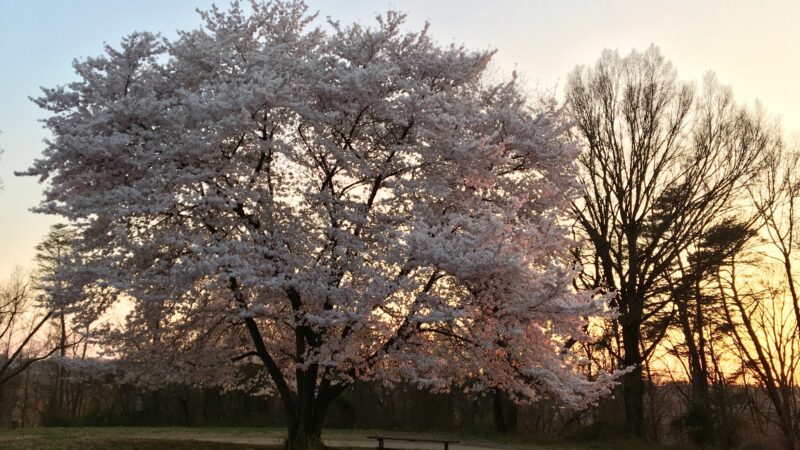 Barnard Hill Park - Washington,