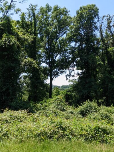 Barnard Hill Park - Washington,