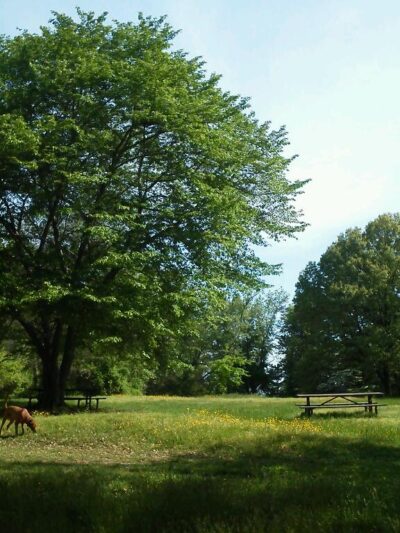 Barnard Hill Park - Washington,