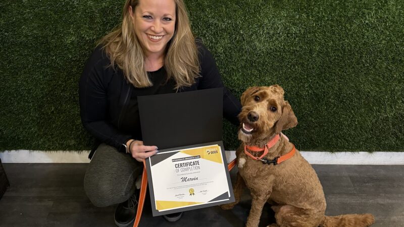 District Dogs Enrichment Facility - Washington,
