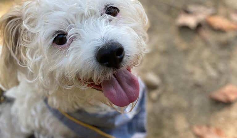 District Dogs Enrichment Facility - Washington,