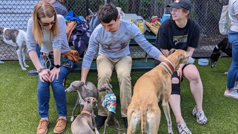 District Dogs Enrichment Facility - Washington,