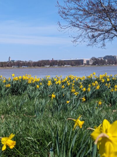 Lady Bird Johnson Park - Washington,