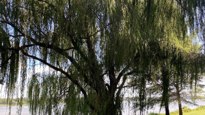 Lady Bird Johnson Park - Washington,