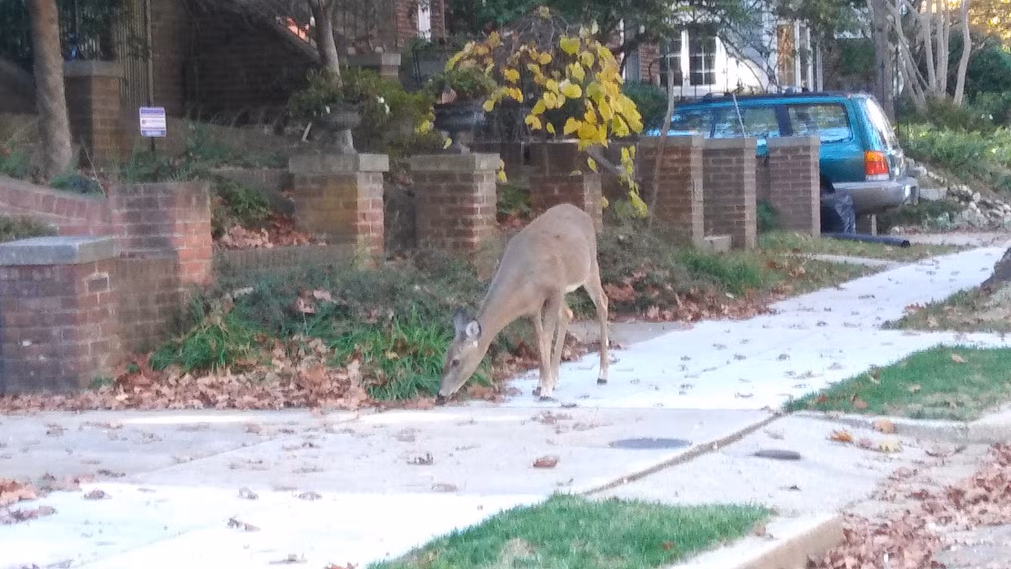 Little Forest Park - Washington,