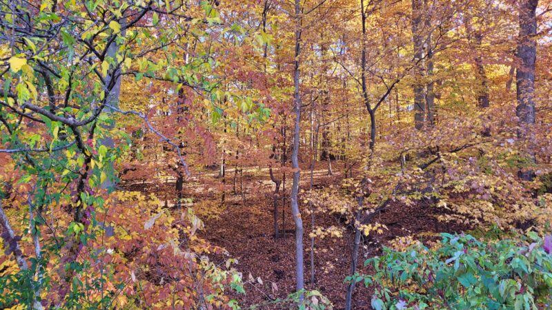 Little Forest Park - Washington,