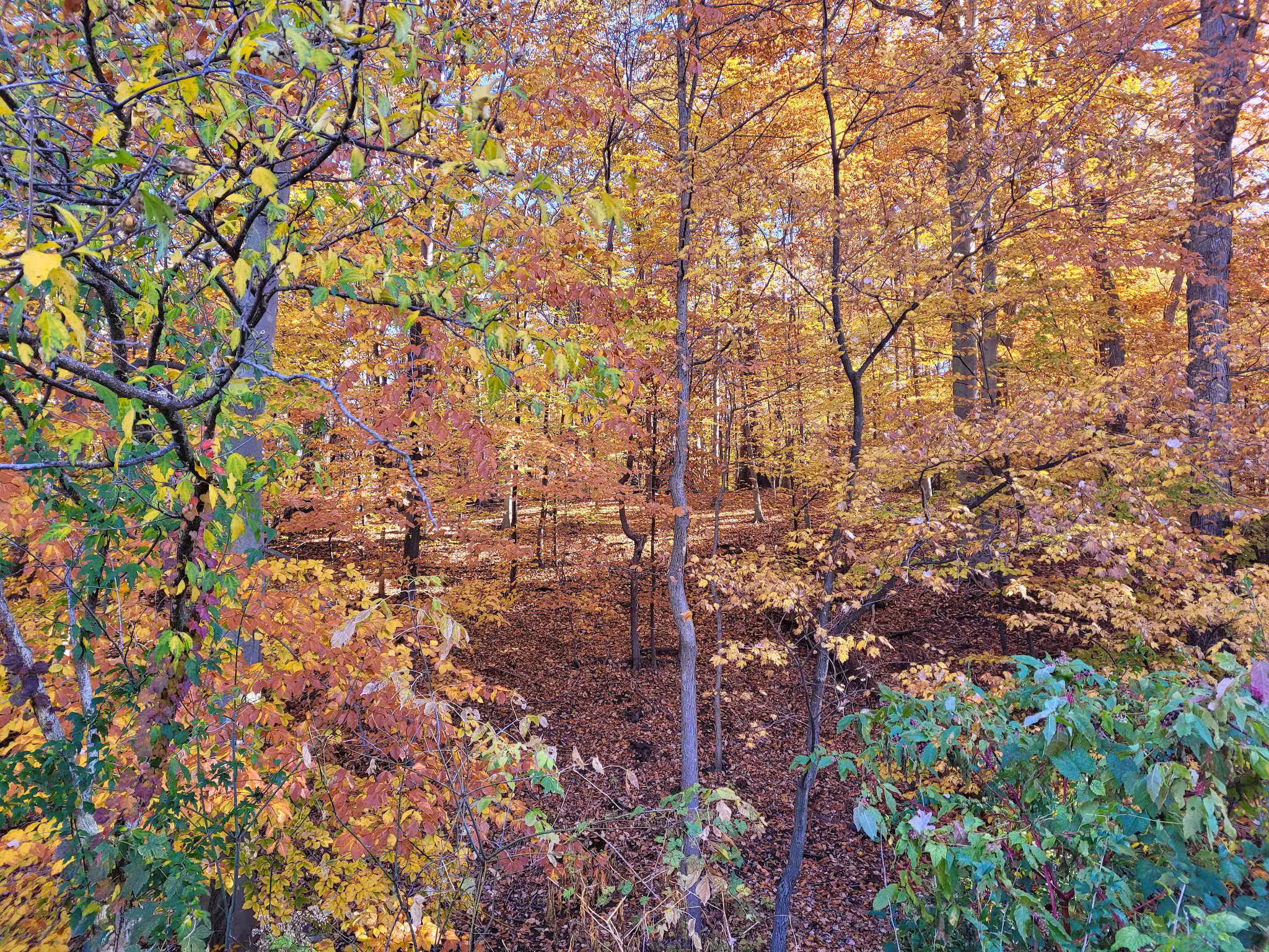 Little Forest Park - Washington,