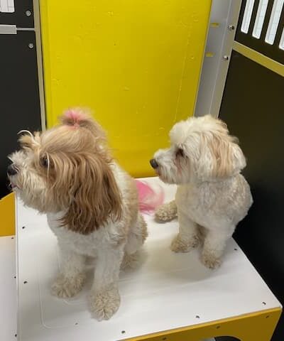 Molly's Dog Care Walter Reed - Washington,