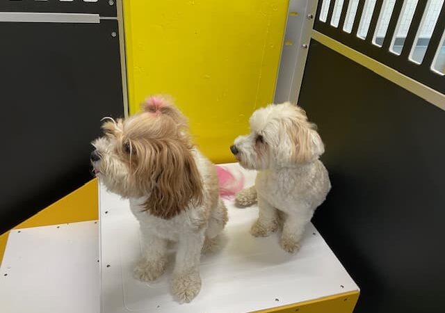 Molly's Dog Care Walter Reed - Washington,