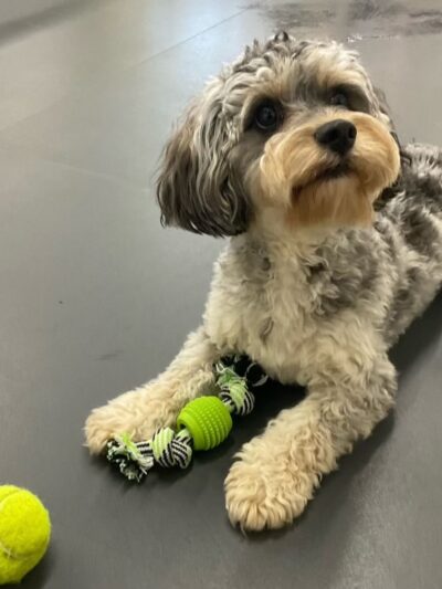 Molly's Dog Care Walter Reed - Washington,