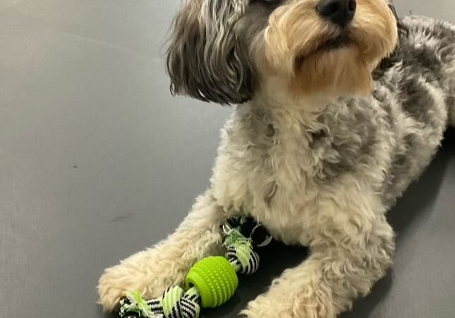 Molly's Dog Care Walter Reed - Washington,