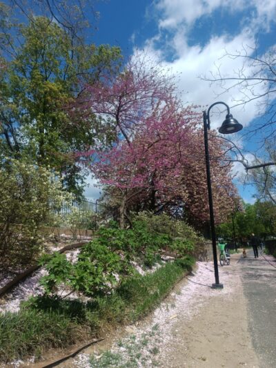 Rose Park Tot Lot - Washington,