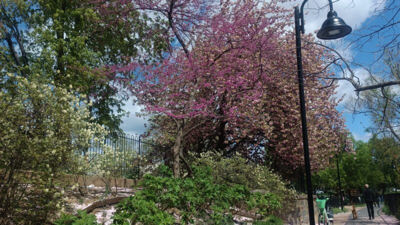 Rose Park Tot Lot - Washington,