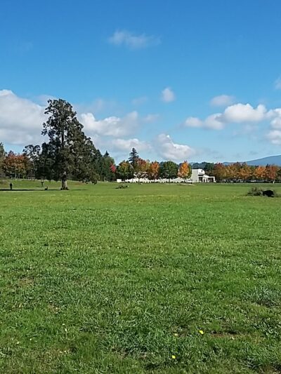 Stevenson Off Leash Dog Park - Washougal, WA