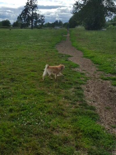 Stevenson Off Leash Dog Park - Washougal, WA