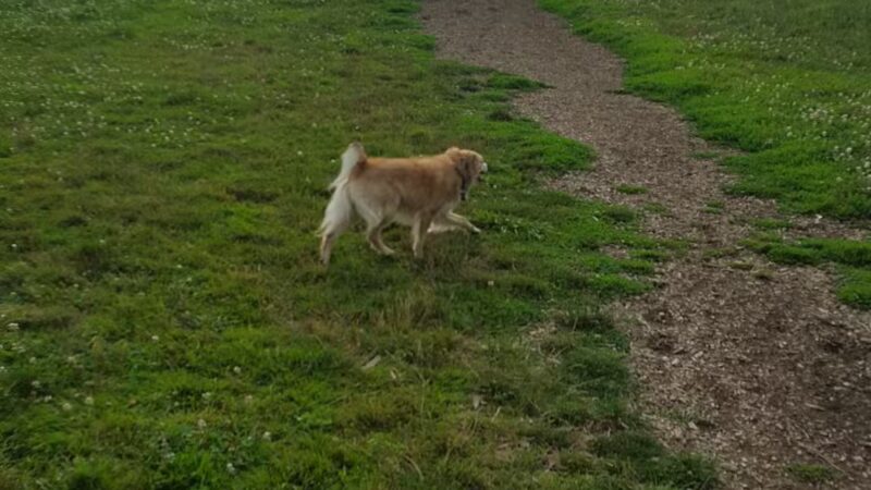 Stevenson Off Leash Dog Park - Washougal, WA