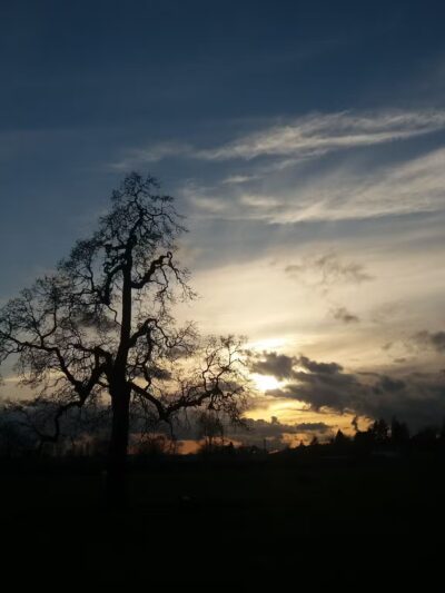 Stevenson Off Leash Dog Park - Washougal, WA