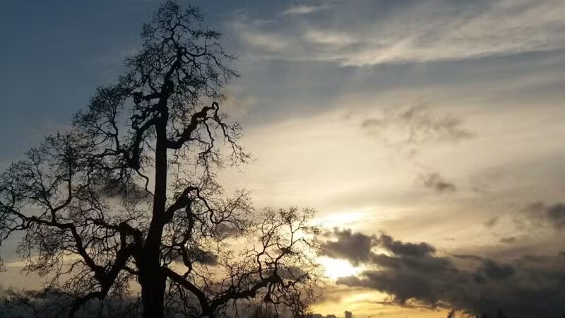 Stevenson Off Leash Dog Park - Washougal, WA