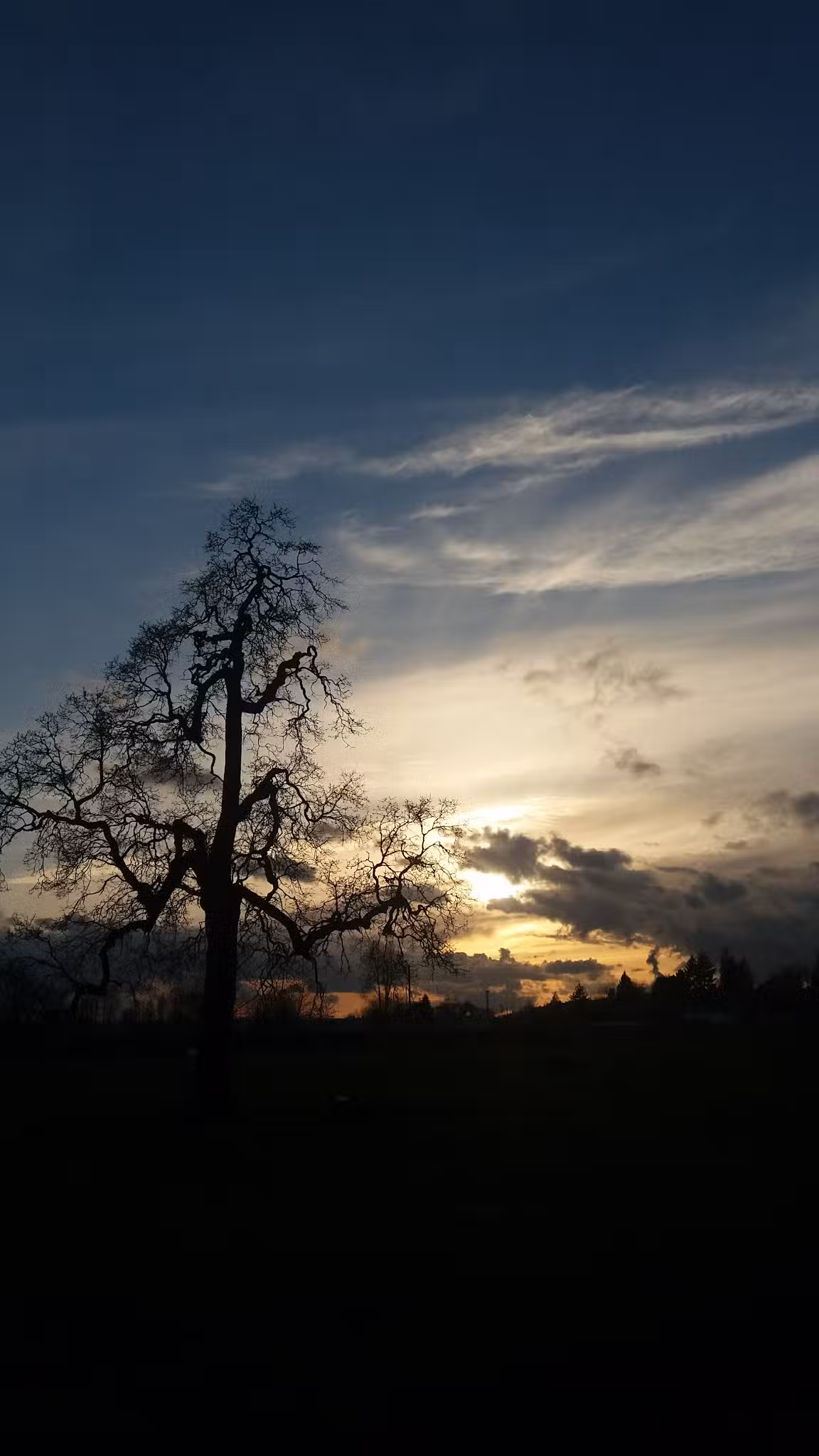 Stevenson Off Leash Dog Park - Washougal, WA