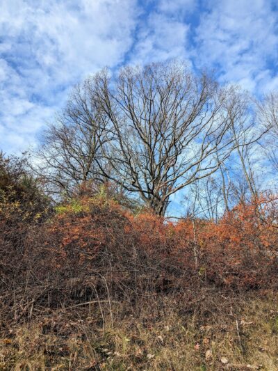Harlem Valley Rail Trail - Wassaic, NY