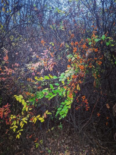 Harlem Valley Rail Trail - Wassaic, NY