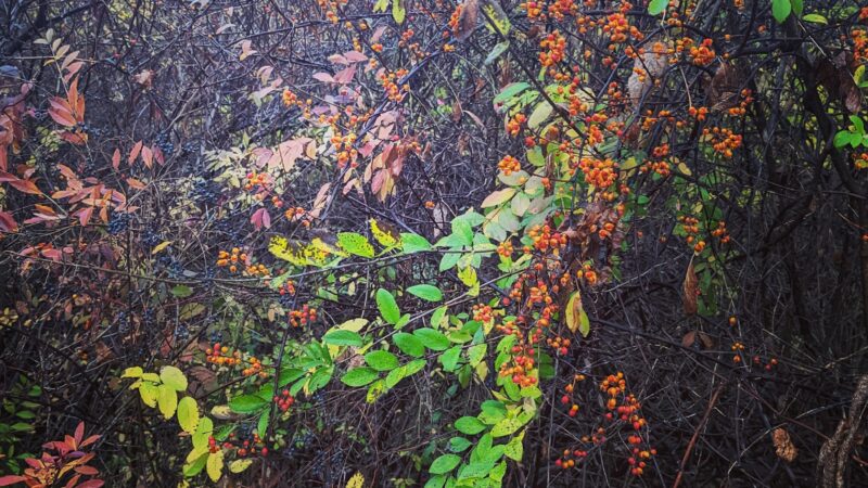 Harlem Valley Rail Trail - Wassaic, NY