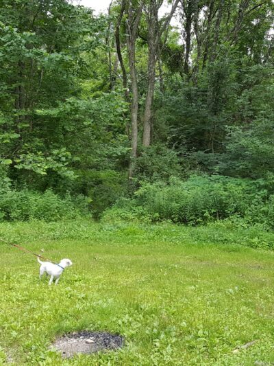 Wassaic Multiple Use Area - Wassaic, NY