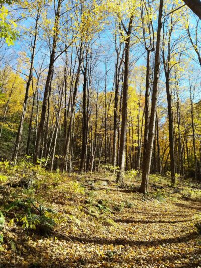 Wassaic Multiple Use Area - Wassaic, NY