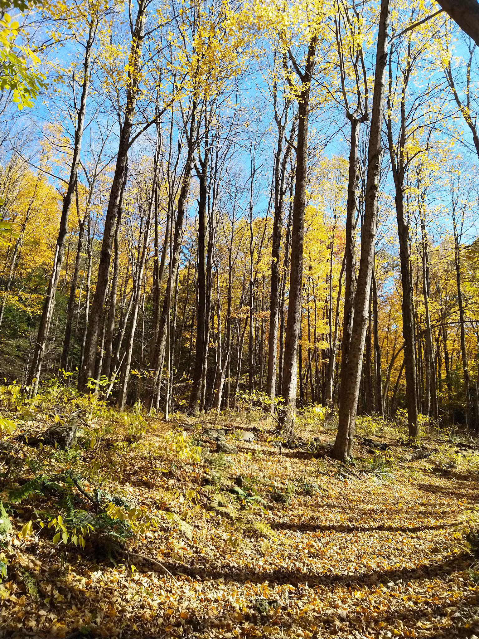 Wassaic Multiple Use Area - Wassaic, NY