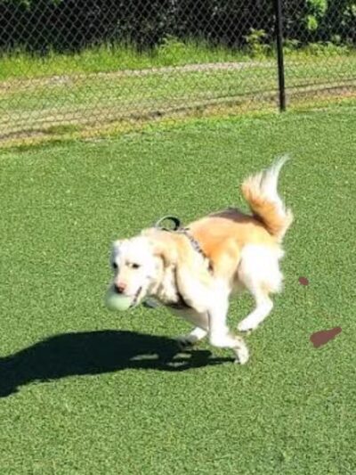 Bell Watertown Public Dog Park - Watertown, MA