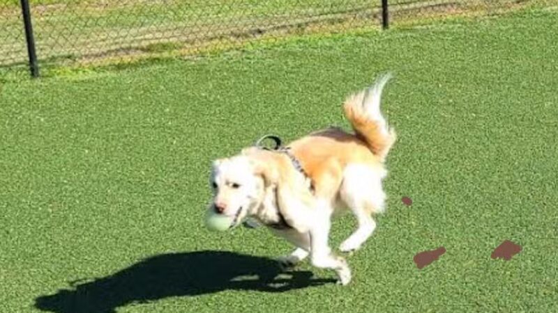 Bell Watertown Public Dog Park - Watertown, MA