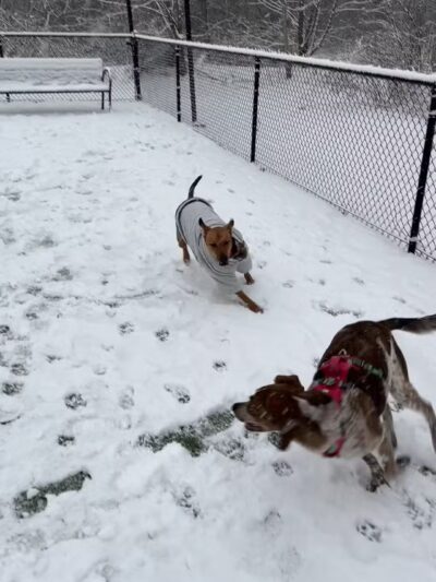 Bell Watertown Public Dog Park - Watertown, MA
